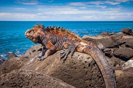 Ecuador Approves Transfer of Galápagos Iguana to Appendix I in Landmark Move Against Wildlife Trafficking