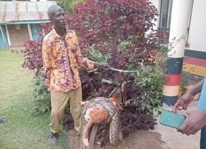 Man Kills Python for Killing Dog, Carries It on Bicycle to Police Station