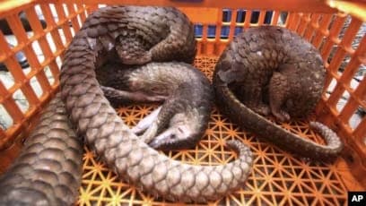 Africa’s Pangolins Under Growing Threat as Trafficking Networks Expand Across Continent